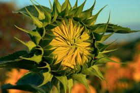 http://www.vinehousefarm.co.uk/growing-sunflowers